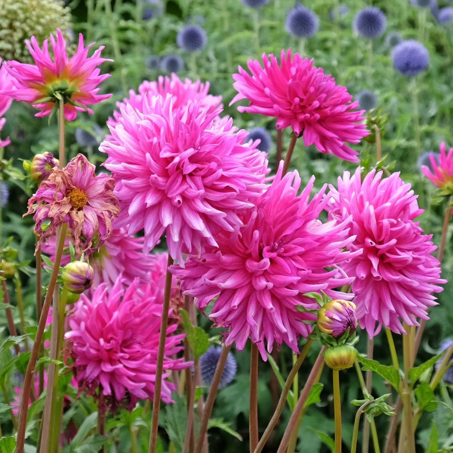 Dahlien Purple Gem (x3) - Pralles Pink den ganzen Sommer