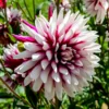 Dahlien ‘Rebecca’s World’ (x3) - Zweifarbig, sofort ein Blickfang