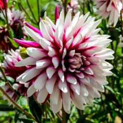 Dahlien ‘Rebecca’s World’ (x3) - Zweifarbig, sofort ein Blickfang