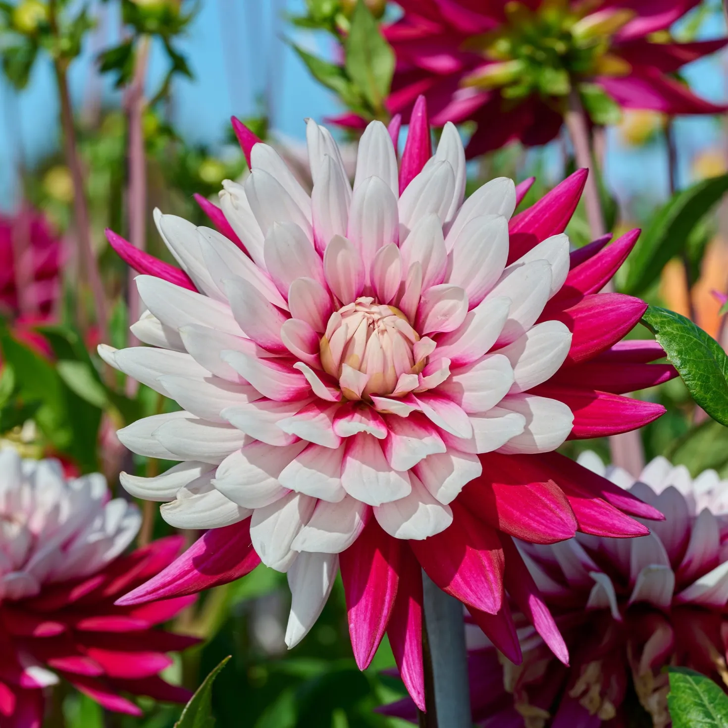 Dahlien ‘Rebecca’s World’ (x3) - Zweifarbig, sofort ein Blickfang
