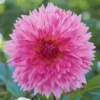 Dahlien Sakura Fubuki rosa (x3) - Zarte Blüten wie Kirschblüten