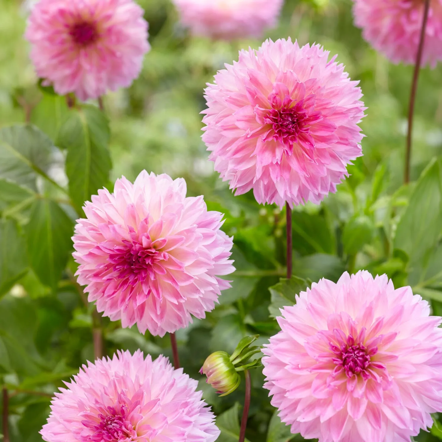 Dahlien Sakura Fubuki rosa (x3) - Zarte Blüten wie Kirschblüten