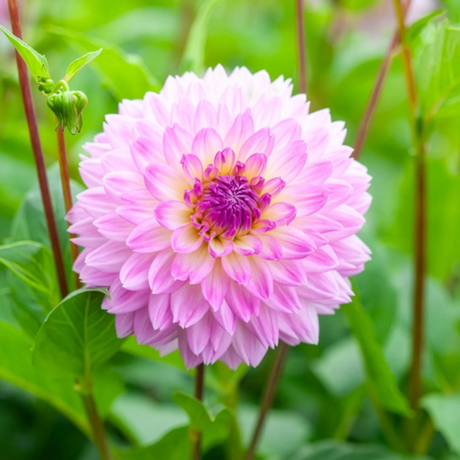 Dahlien Sakura Fubuki rosa (x3) - Zarte Blüten wie Kirschblüten