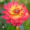 Dahlien Tricolore (x3) - Dreifarbige Blütenpracht