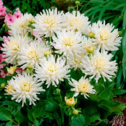 Dahlien White Happiness (x3) - Reinweiße Blüten den ganzen Sommer