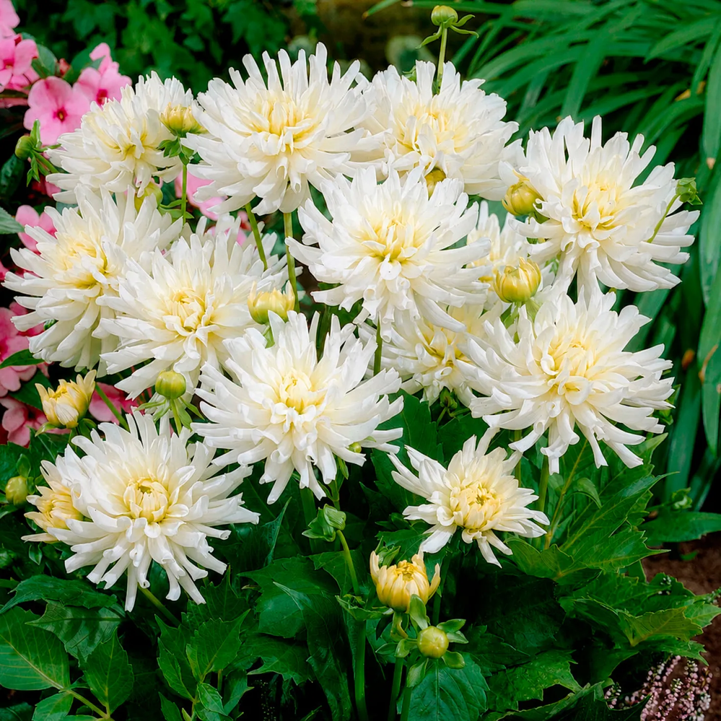 Dahlien White Happiness (x3) - Reinweiße Blüten den ganzen Sommer