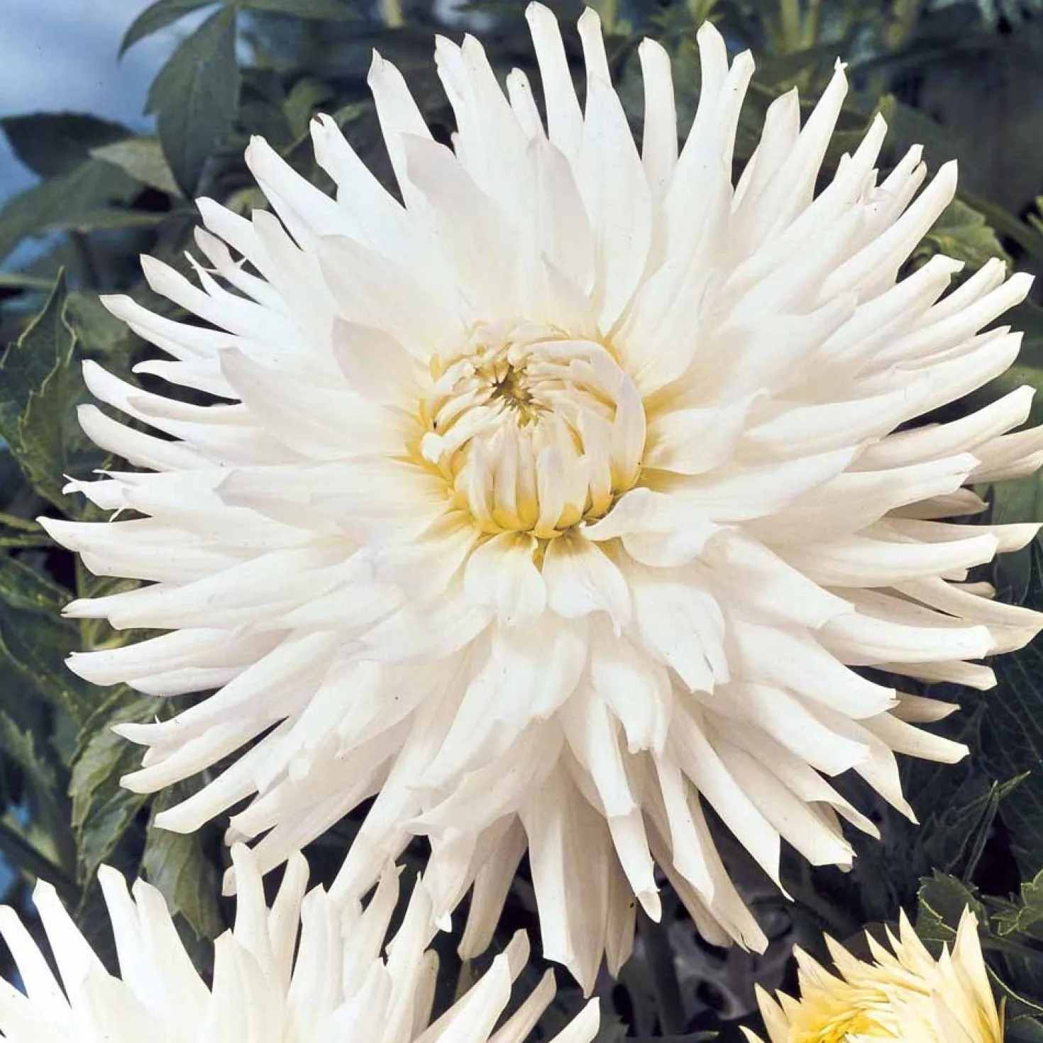 Dahlien White Happiness (x3) - Reinweiße Blüten den ganzen Sommer