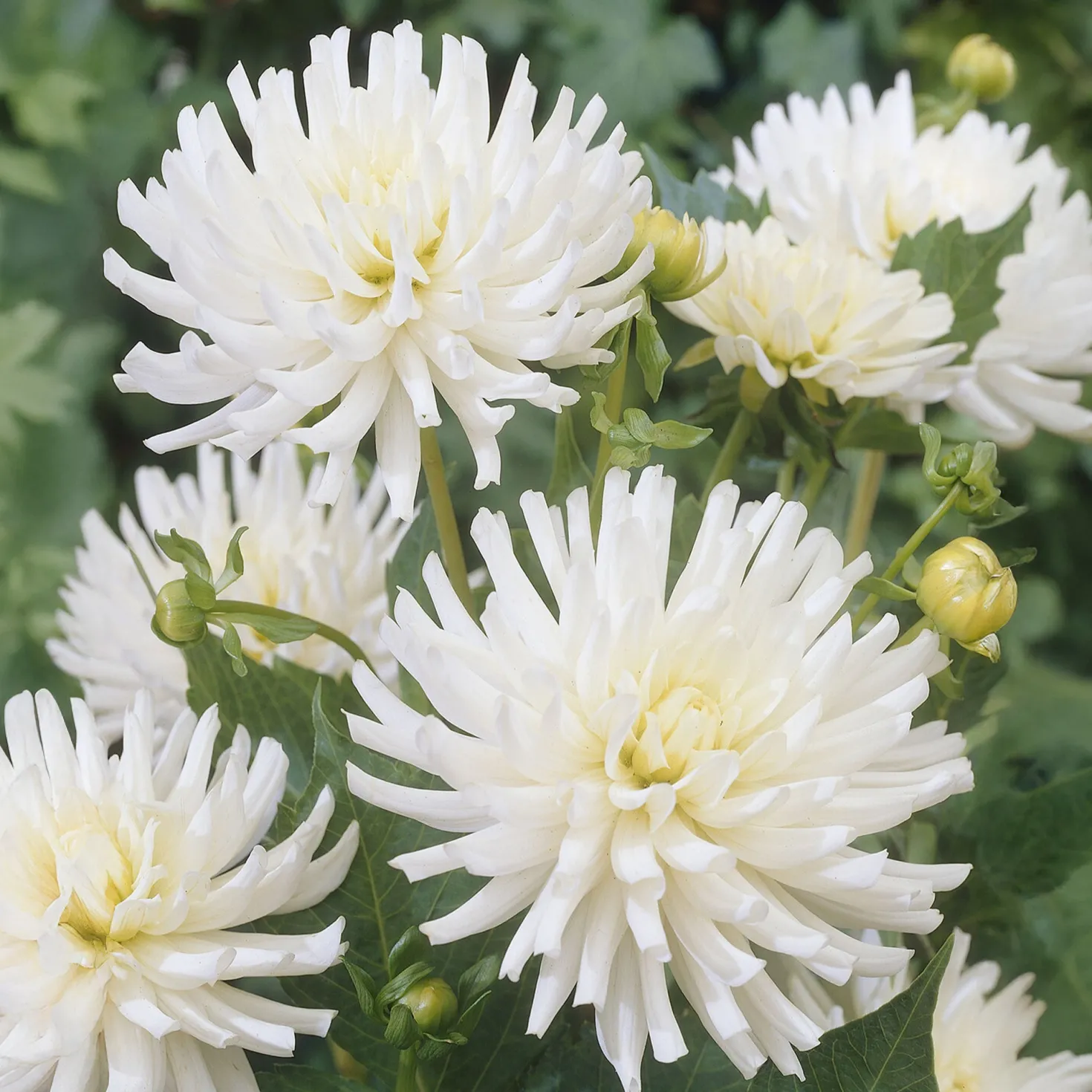 Dahlien White Happiness (x3) - Reinweiße Blüten den ganzen Sommer
