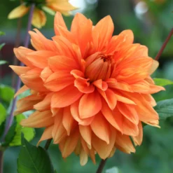 Dahlie Orange - Leuchtend orange den Sommer