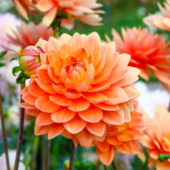Dahlie Orange - Leuchtend orange den Sommer