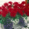 Dahlie Red Pigmy (x3) - Leuchtend rot den ganzen Sommer