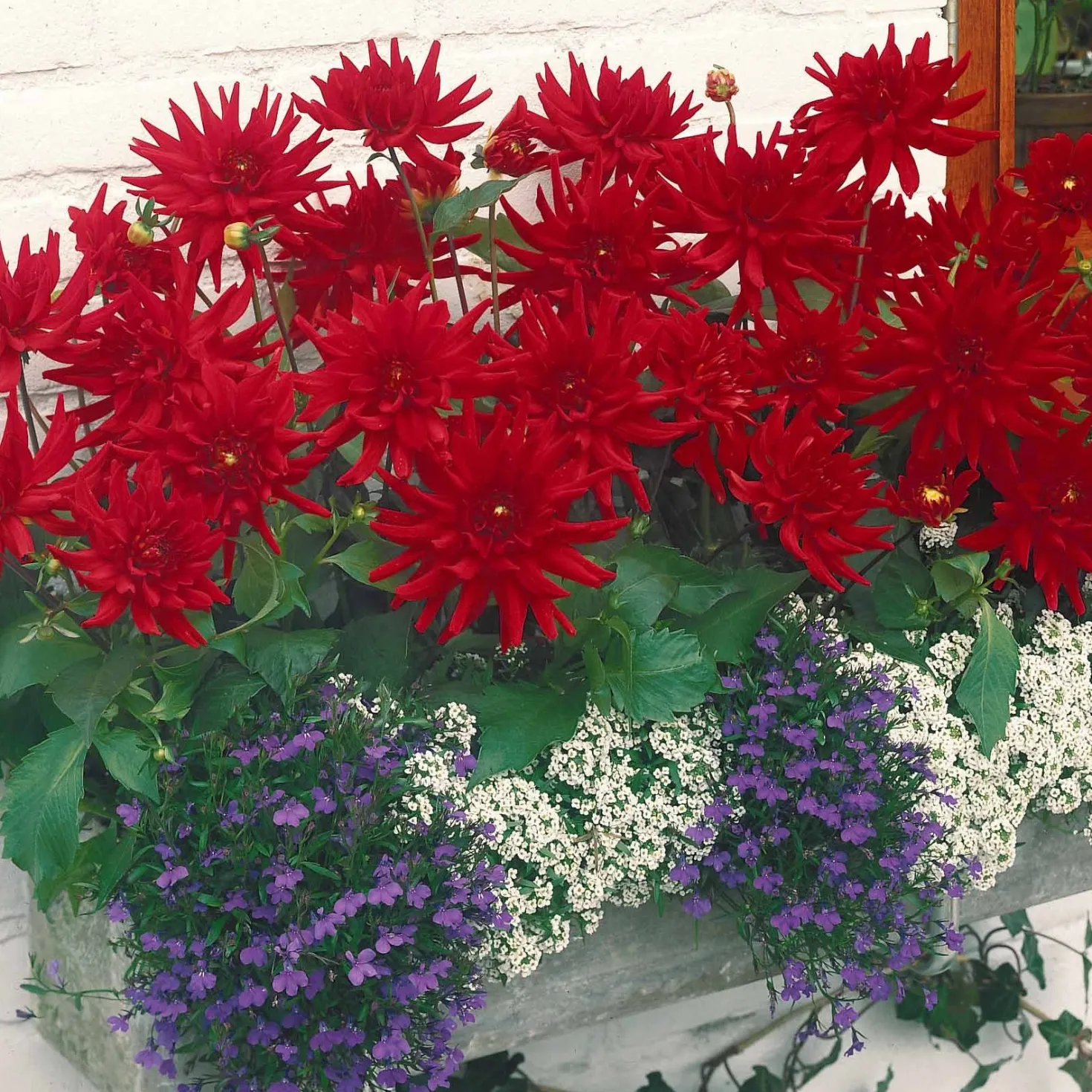 Dahlie Red Pigmy (x3) - Leuchtend rot den ganzen Sommer
