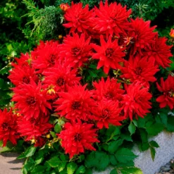 Dahlie Red Pigmy (x3) - Leuchtend rot den ganzen Sommer