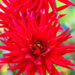 Dahlie Red Pigmy (x3) - Leuchtend rot den ganzen Sommer