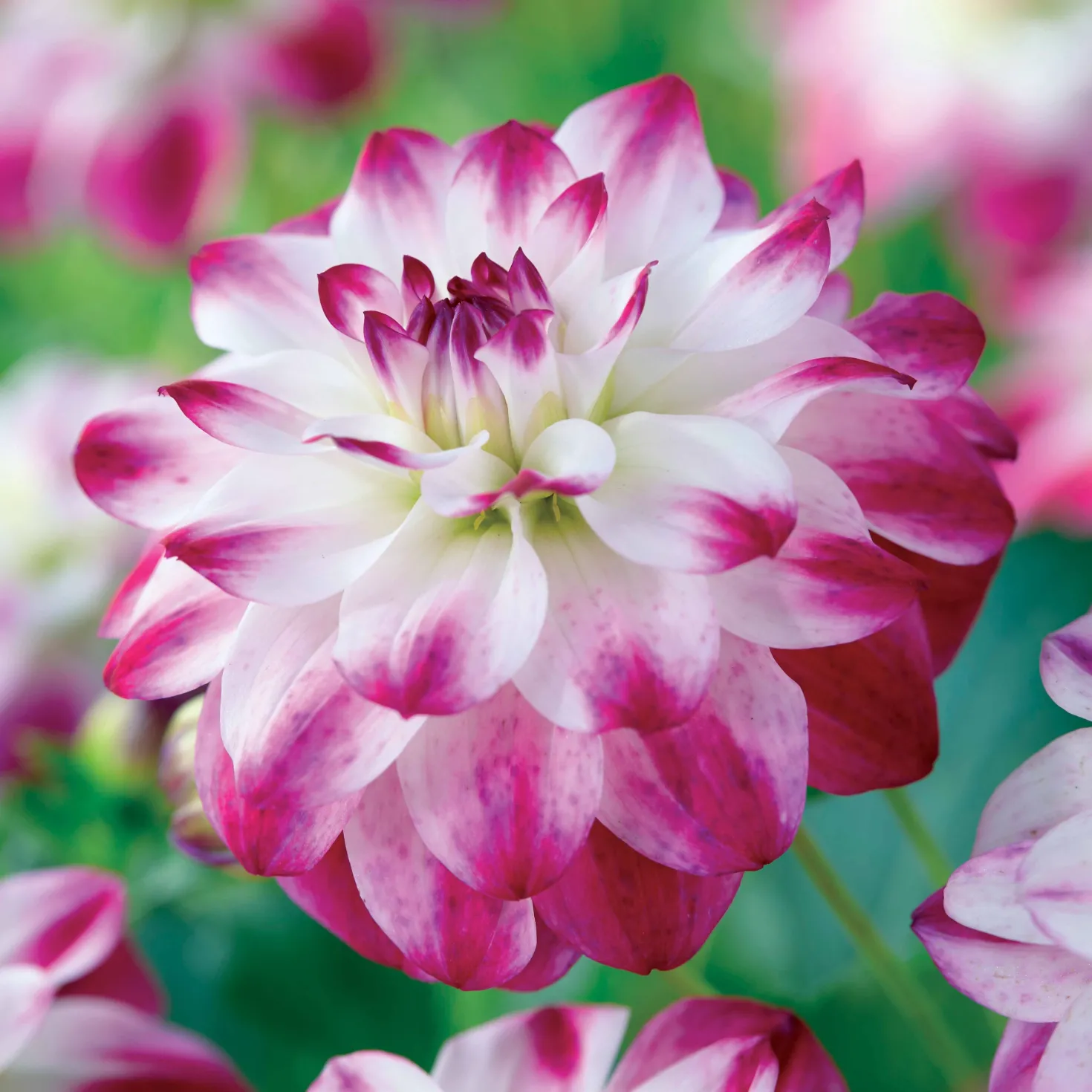 Dahlie Saint Martin (x3) - Rosa Blüten den ganzen Sommer