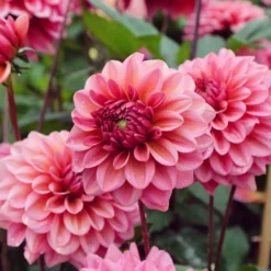 Dahlie Salmon Runner - Lachsrosa bis zum Frost