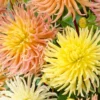 Dahlie 'Star' Mischung (x5) - Farbenfrische bis zum Frost