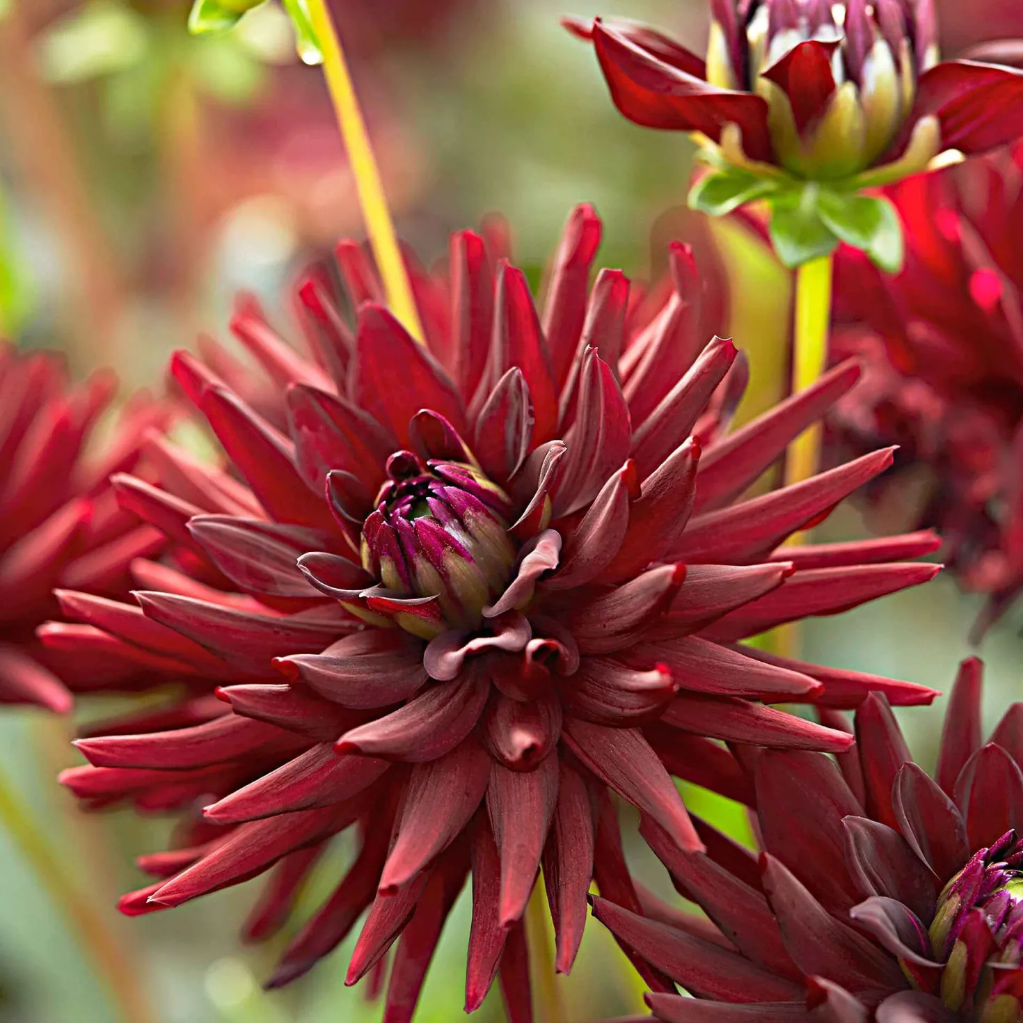 Dahlie 'Tamburo' (x3) - Dunkle Blüten, große Wirkung