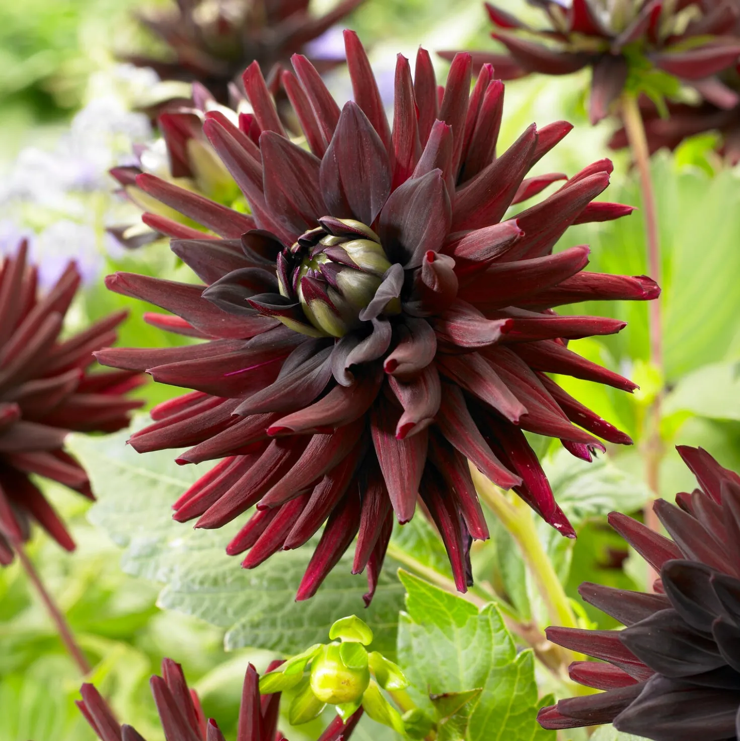 Dahlie 'Tamburo' (x3) - Dunkle Blüten, große Wirkung