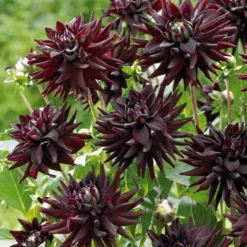 Dahlie 'Tamburo' (x3) - Dunkle Blüten, große Wirkung