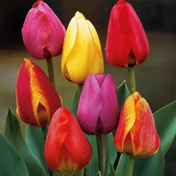 Darwin Hybride Tulpen Mischung (x30) - Große Tulpen, starker Auftritt