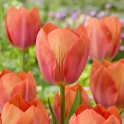 Darwin-Tulpe Apricot van Eijk - Apricot-Farbe die auffällt