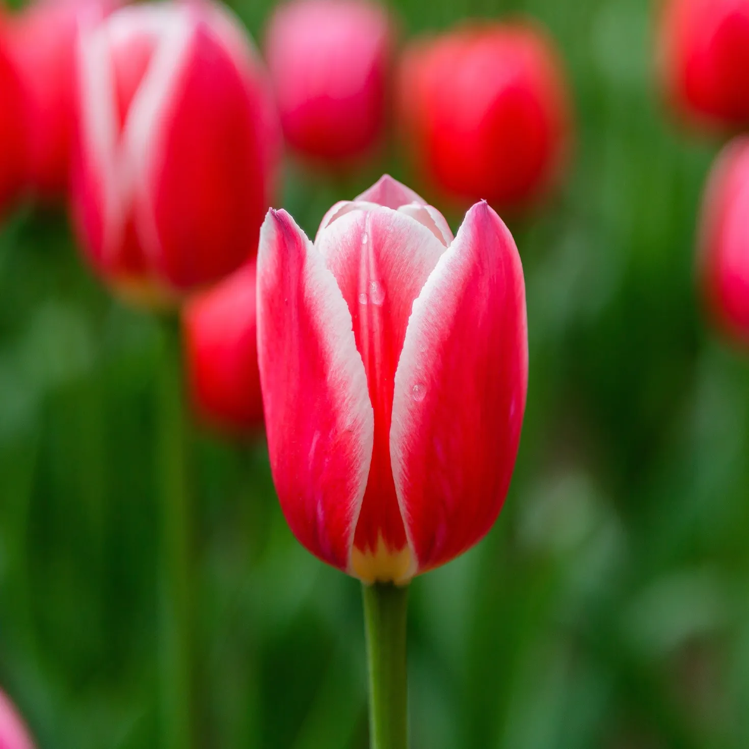 8 Darwin-Tulpen Candy Apple Delight - Kräftige Farbe im April