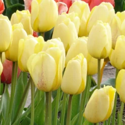 Darwin-Tulpen Golden Parade - Sattes Gelb, das bleibt