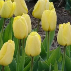 Darwin-Tulpen Golden Parade - Sattes Gelb, das bleibt
