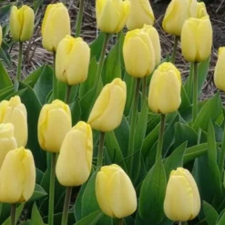Darwin-Tulpen Golden Parade - Sattes Gelb, das bleibt