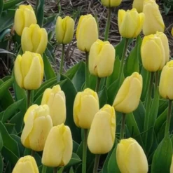 Darwin-Tulpen Golden Parade - Sattes Gelb, das bleibt