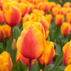 8 Darwin-Tulpen Lalibela Lachs - Lachsfarbe, die auffällt