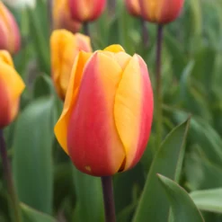 8 Darwin-Tulpen Lalibela Lachs - Lachsfarbe, die auffällt
