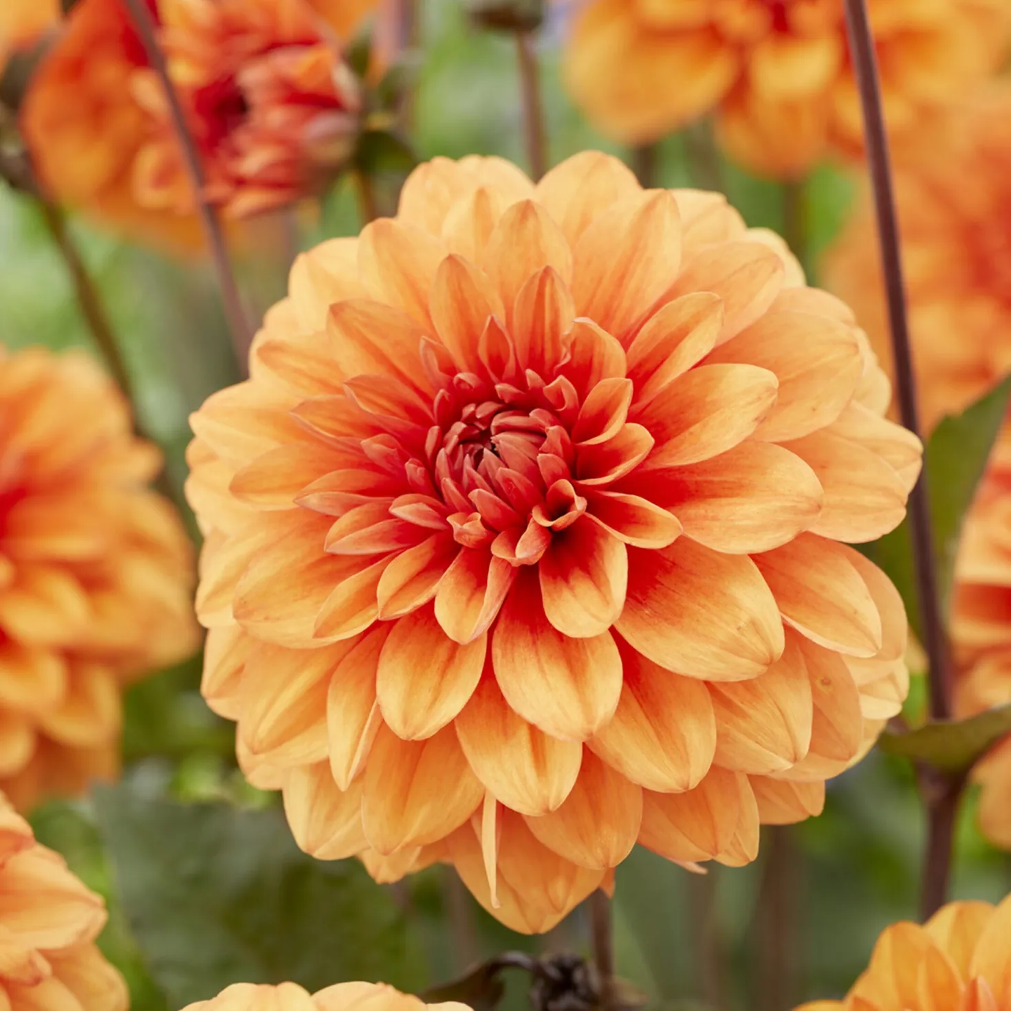 Dekorative Dahlie David Howard - Oranges Feuerwerk im Beet