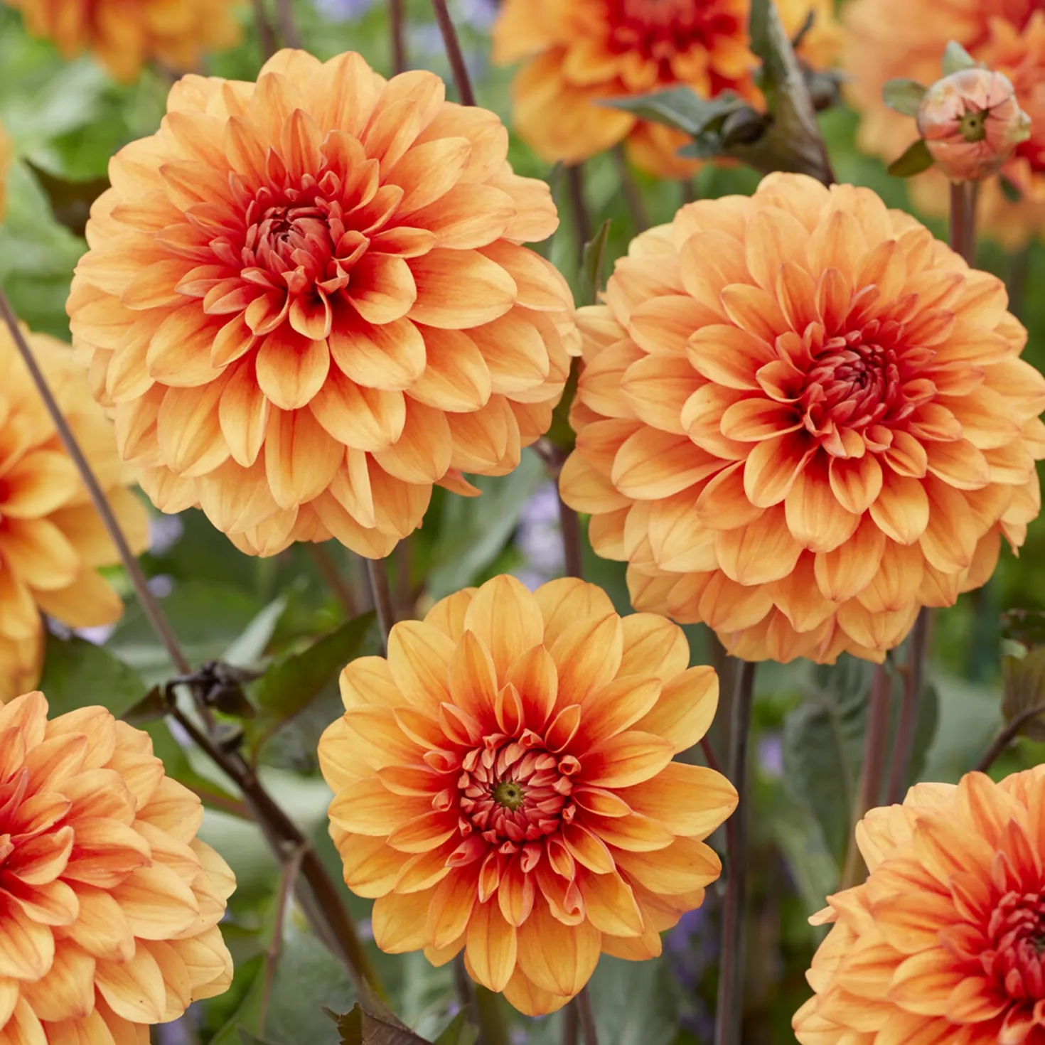Dekorative Dahlie David Howard - Oranges Feuerwerk im Beet