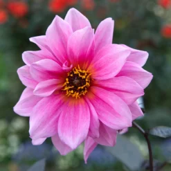 Dekorative Dahlie Fascination - Pink, das ins Auge springt