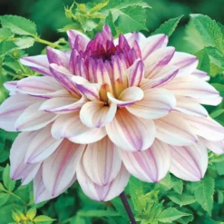 Dekorative Dahlien 'Flashback' - Rosa Blüten den ganzen Sommer