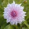 Dekorative Dahlie Shiloh Noelle - Große weiße Blüten