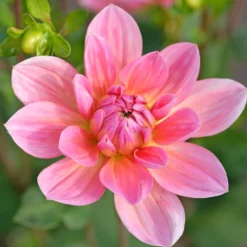 Dekorative Dahlie Twiggy - Rosa Blüten den ganzen Sommer