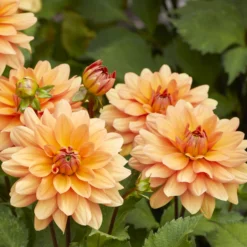 Dekorative Dahlie Yelno Harmony - Lachsrosa Blüten den ganzen Sommer