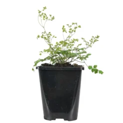 Delavays Wiesenraute - Zarte Wolke in Violett