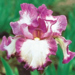 Deutsche Schwertlilie Autumn Encore (x3) - Zweimal Blüte pro Jahr