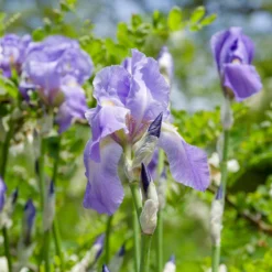 Deutsche Schwertlilie Lovely again (x3) - Zweimal blühender Iris