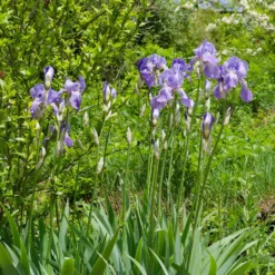 Deutsche Schwertlilie Lovely again (x3) - Zweimal blühender Iris