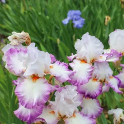 Deutsche Schwertlilie Poésie (x2) - Zweifarbige Blüten im Juni