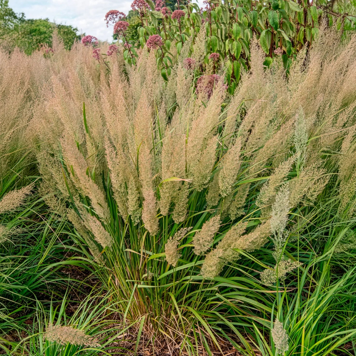Diamantgras - Glitzernde Blüten im Garten