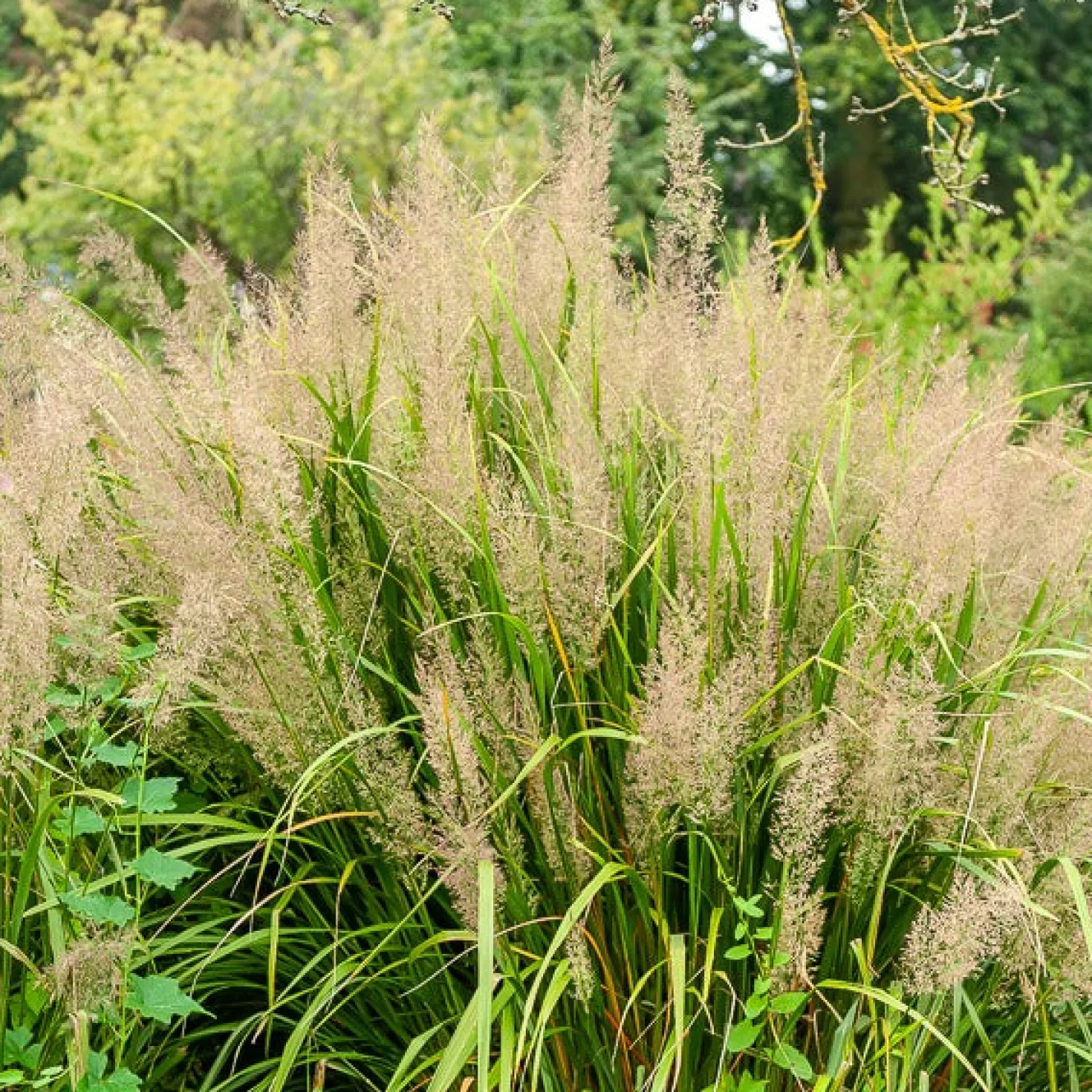 Diamantgras - Glitzernde Blüten im Garten
