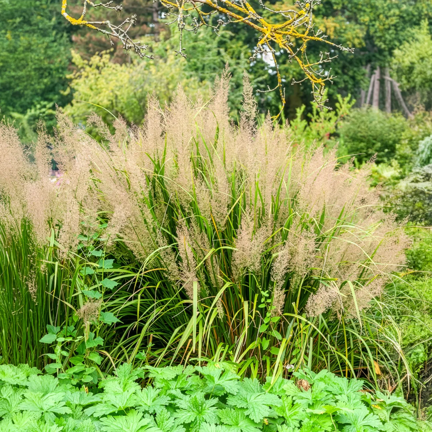 Diamantgras - Glitzernde Blüten im Garten