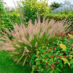 Diamantgras - Glitzernde Blüten im Garten