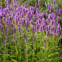 Dichtblütiger Ziest Hummelo - Bienenmagnet für den Sommer